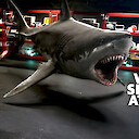 When Sharks Attack 360 Nominated For Content Innovation Award